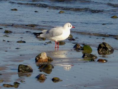 ich bin so einsam.jpg